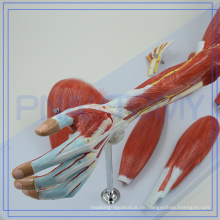PNT-0331 hochwertige Anactomic Modell der Muskeln Arm zum Verkauf
